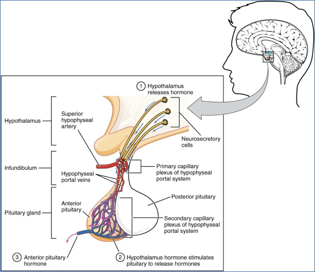 Anterior Pituitary