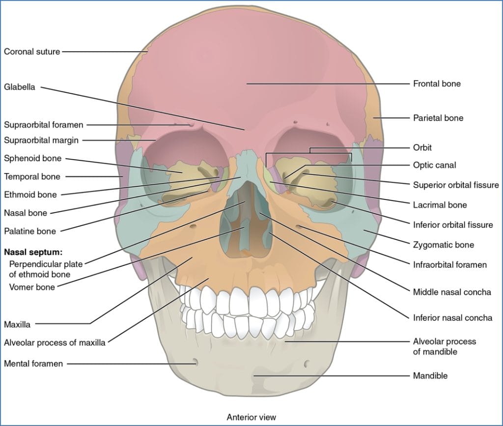 bones of the skull - Anterior View