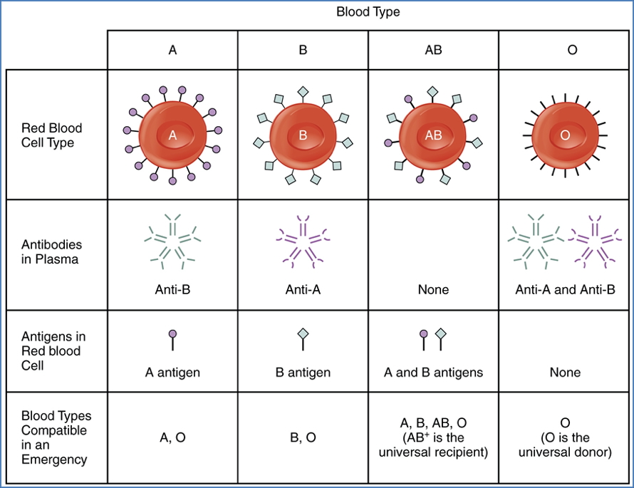 blood group compatibility - Anti-A/B Antibodies