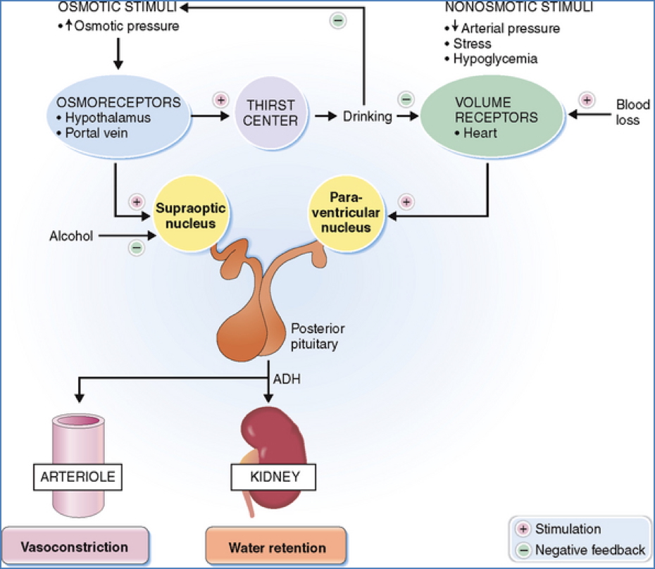 Anti-Diuretic Hormone