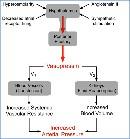 kidney fluid balance - Anti-Diuretic Hormone