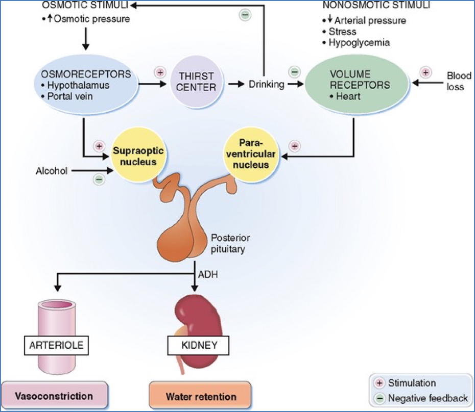 kidney fluid balance - Anti-Diuretic Hormone
