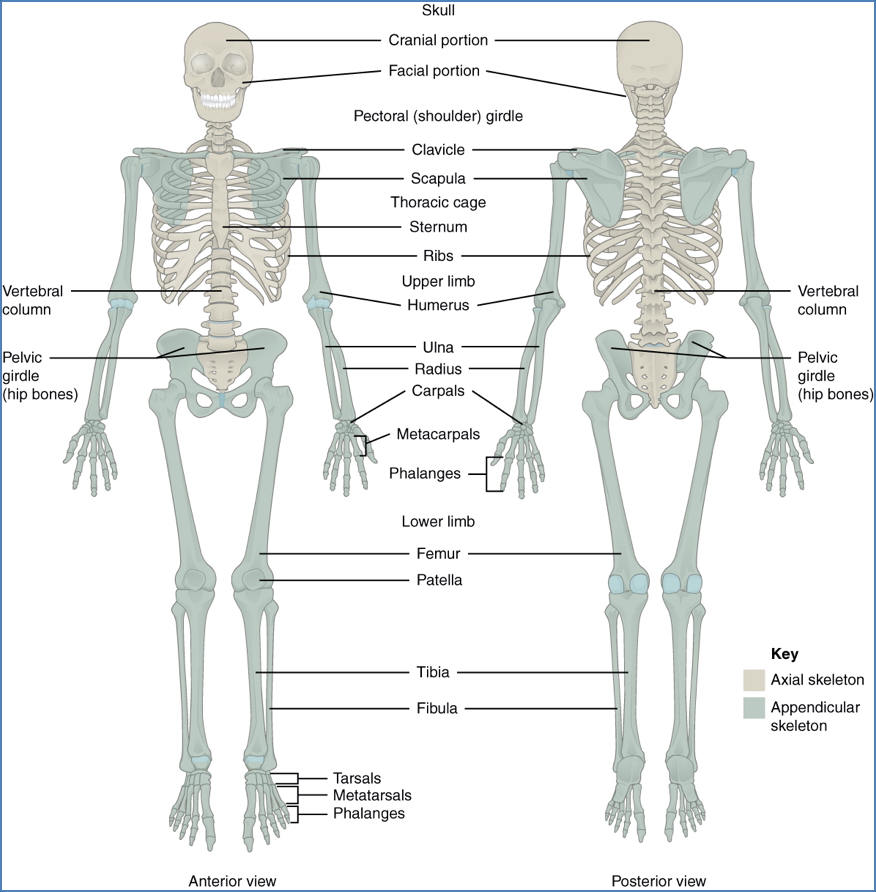 Appendicular Vs. Axial Skeleton