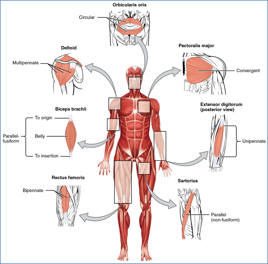 Arrangement of Fascicles
