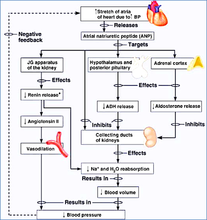 Atrial Natriuretic Peptide