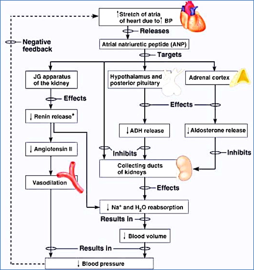 kidney fluid balance - Atrial Natriuretic Peptide