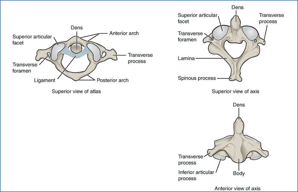 Atypical Vertebrae
