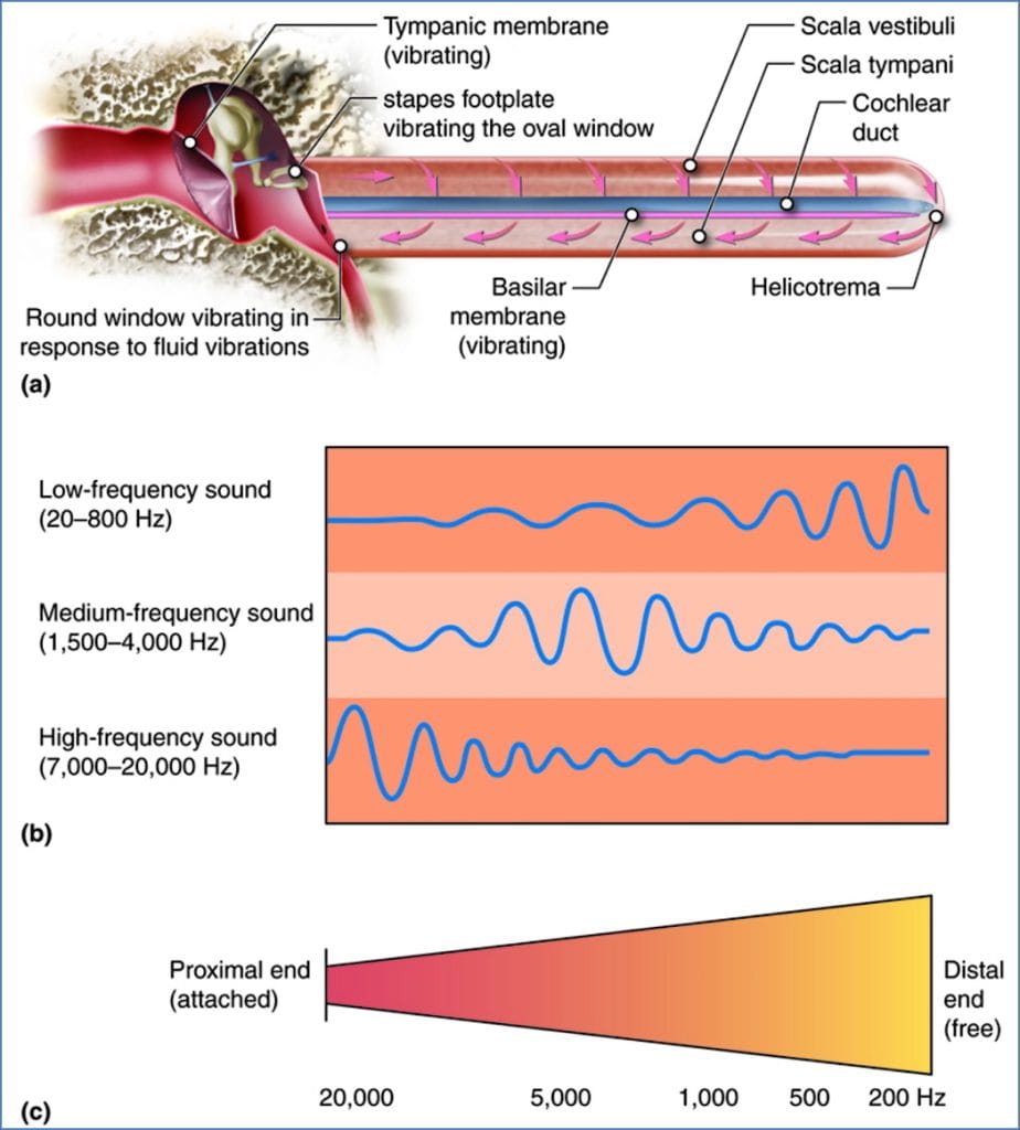 Hearing Audiotransduction