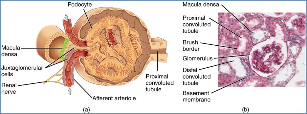 Glomerular Autoregulation
