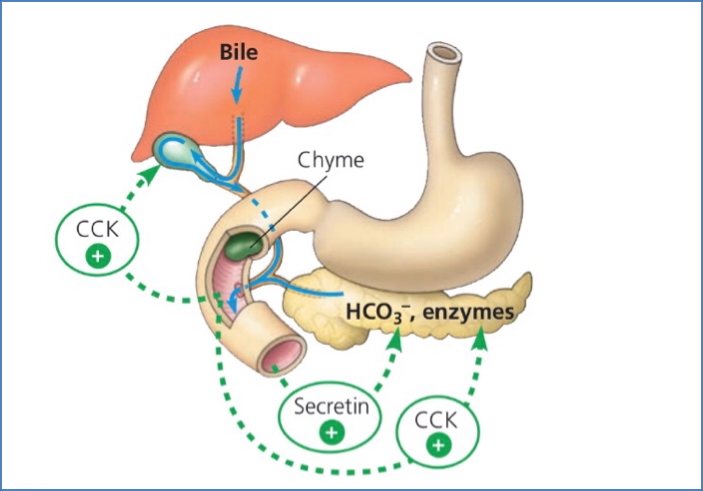 liver physiology: Bile Release
