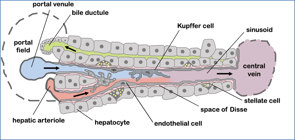 Bile Secretion & Transport