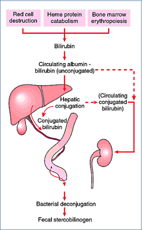 Bilirubin Metabolism