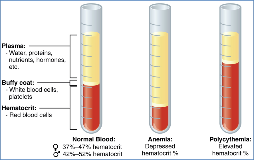 Blood Components