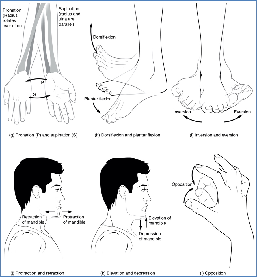 principles of biomechanics - Body Movements