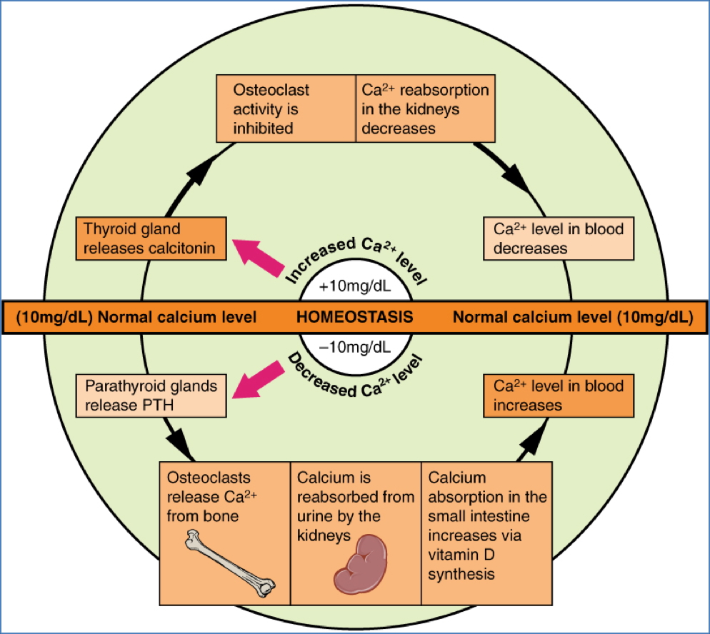 Bone metabolism