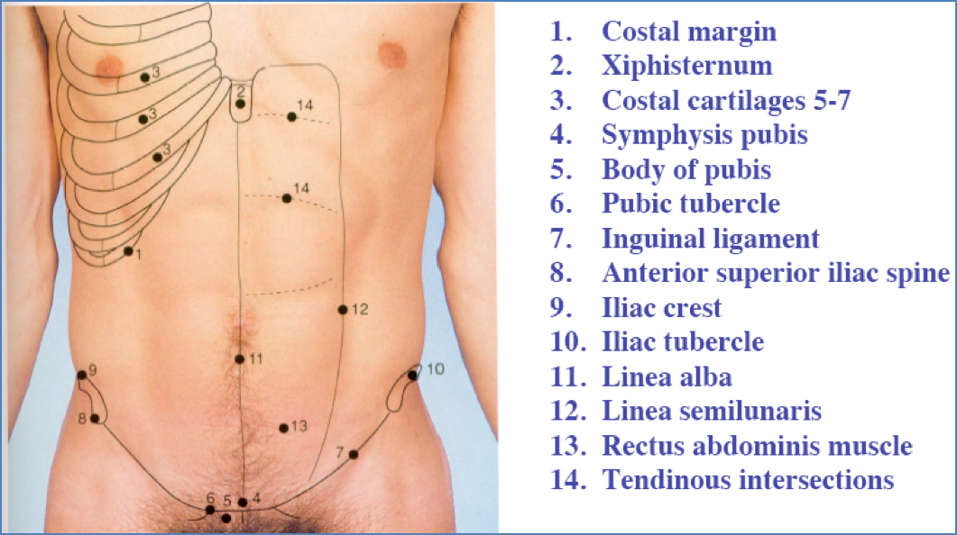 Bones & Surface Landmarks
