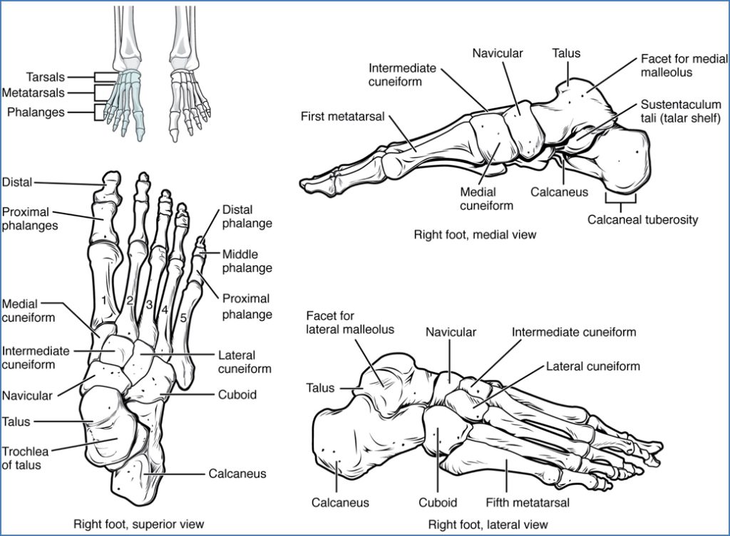 Bones of the Foot