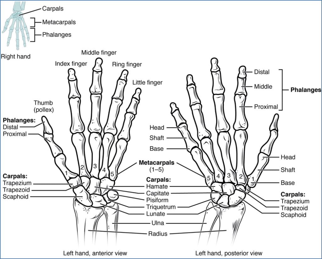 Upper Limb Bones - Bones of the Hand