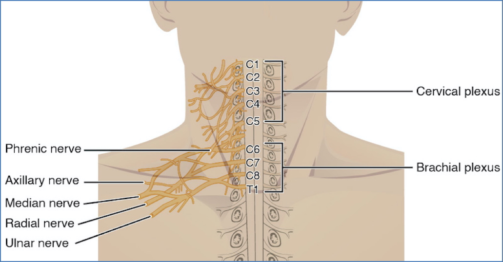 Brachial Plexus