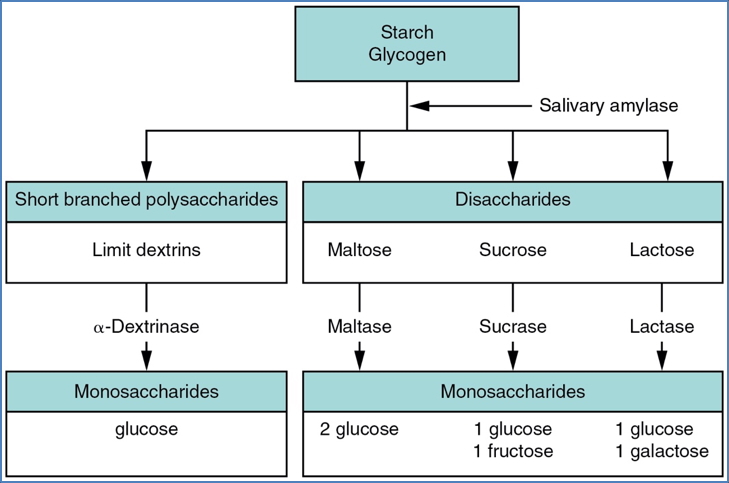 Breakdown Locations of Carbs