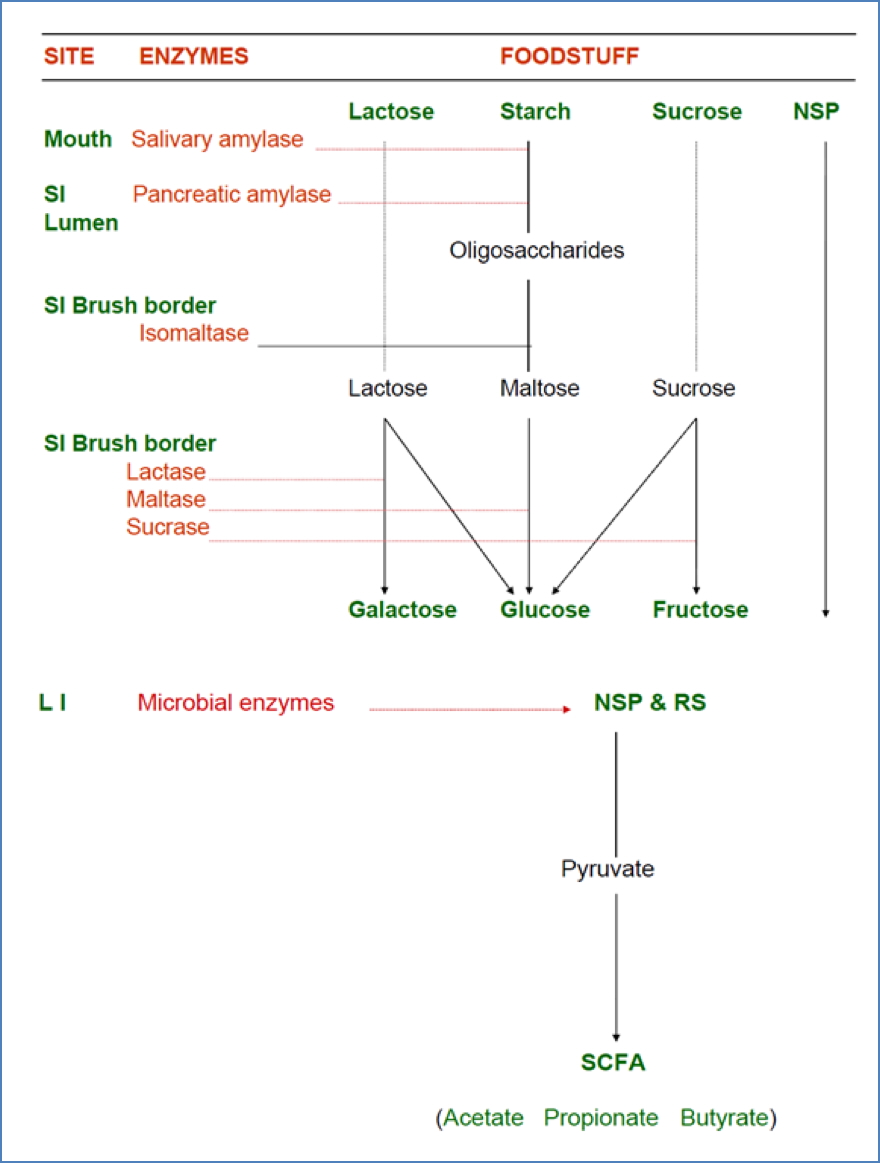 Breakdown Locations of Carbs2