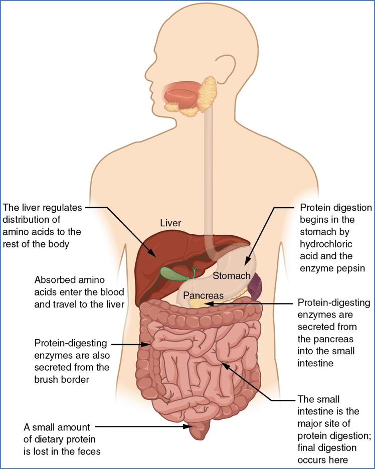 gastrointestinal absorption - Breakdown Locations of Protein