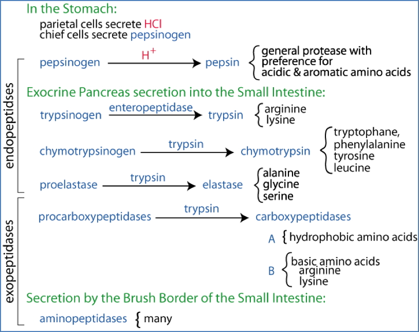 Brush-Border Proteases