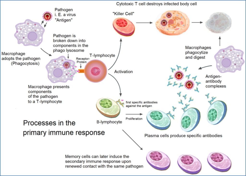 blood and immunity - CELLULAR IMMUNITY