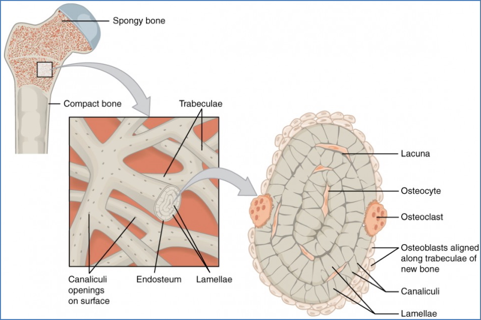 Cancellous Bone