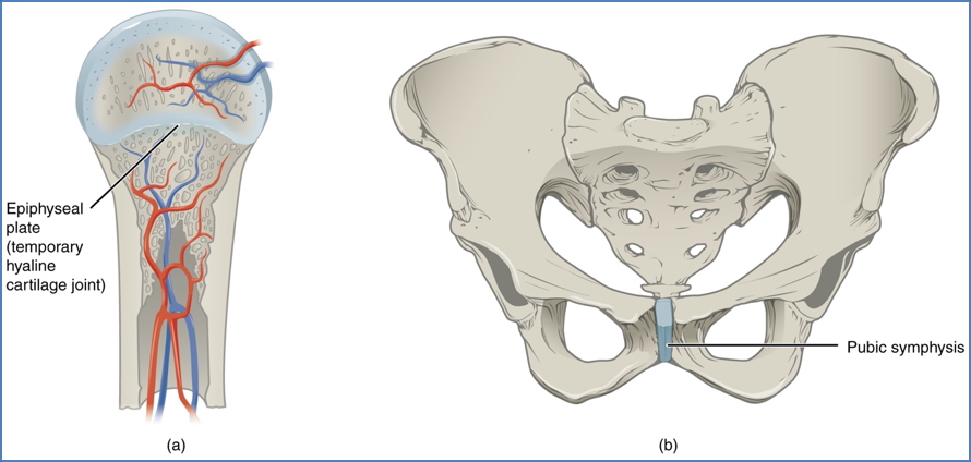 Cartilaginous Joints