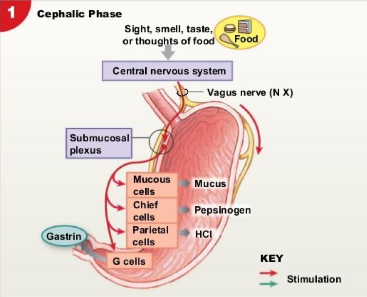 Cephalic Phase