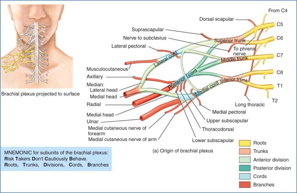 cervical and brachial plexuses