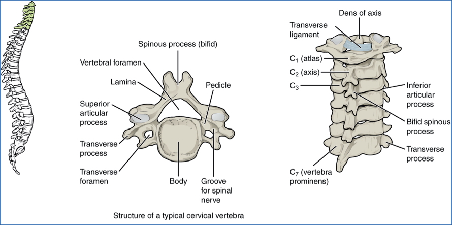 the axial skeleton - Cervical