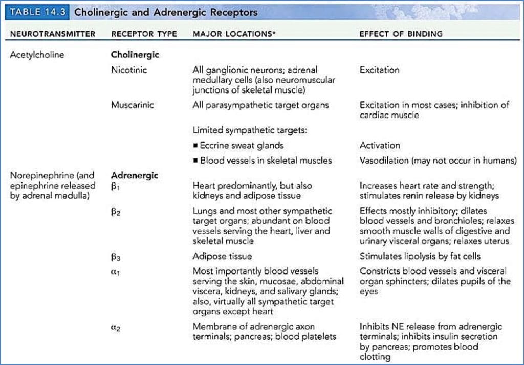 Cholinergic and adrenergic receptors