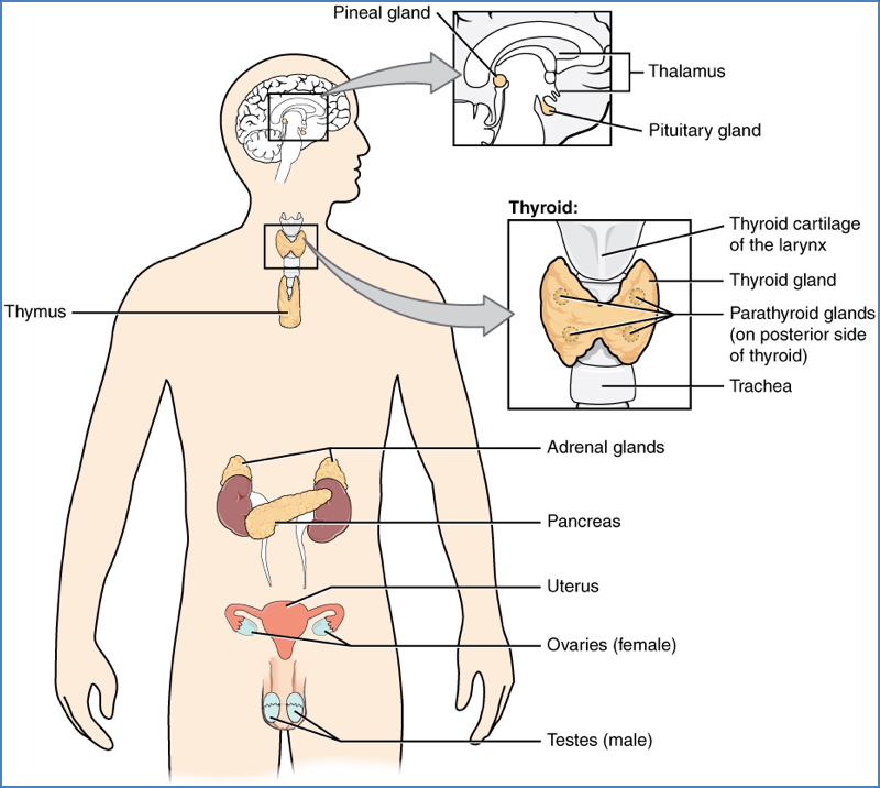 Endocrine Glands