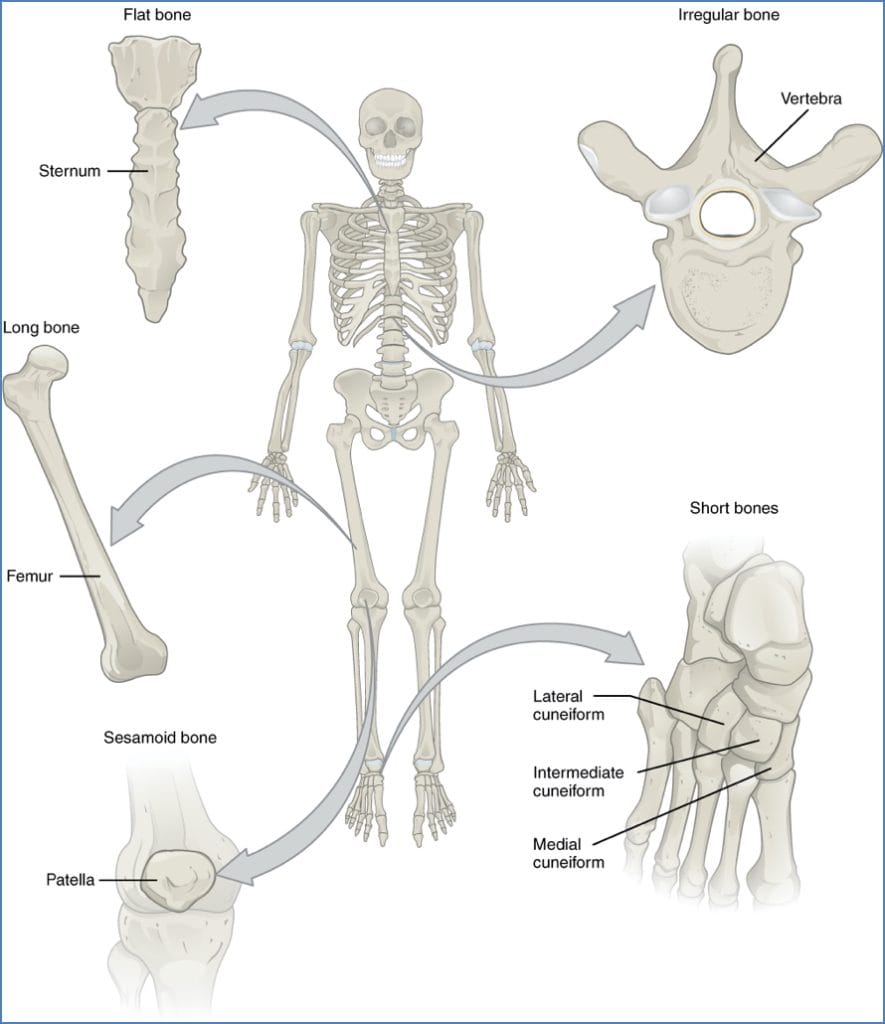 Classification of Bones