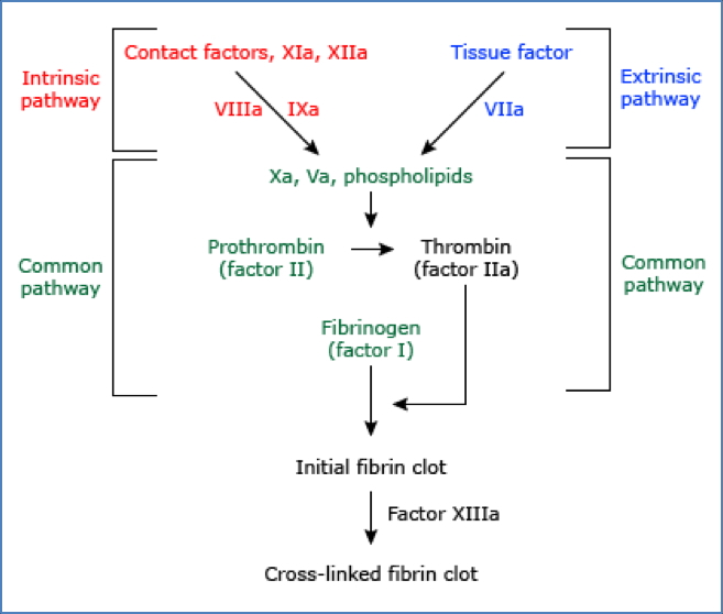 Coagulation Factors 