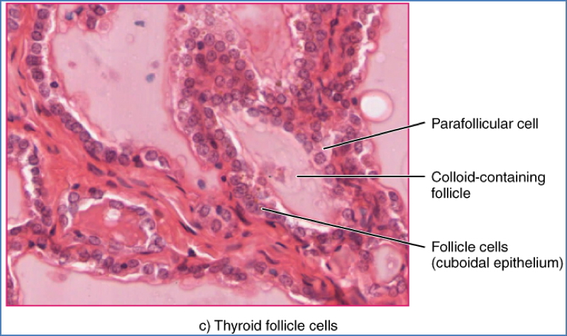 Thyroid gland histology