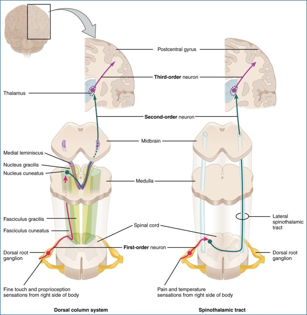 Connection to the CNS