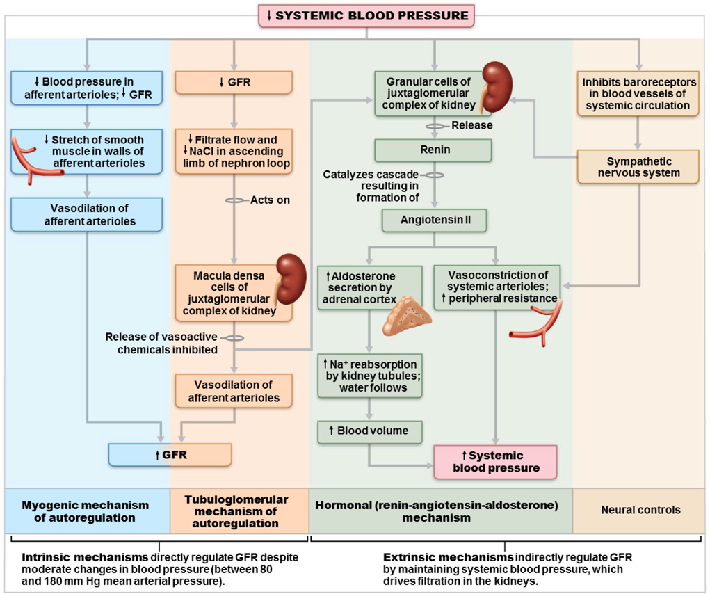 renal physiology - Control of GFR