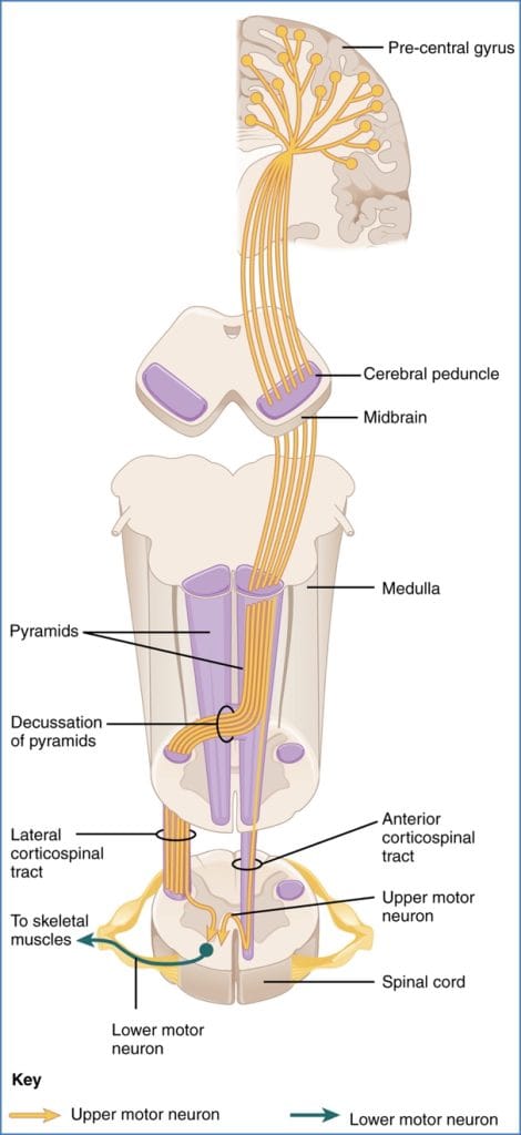 Corticospinal Motor Pathways