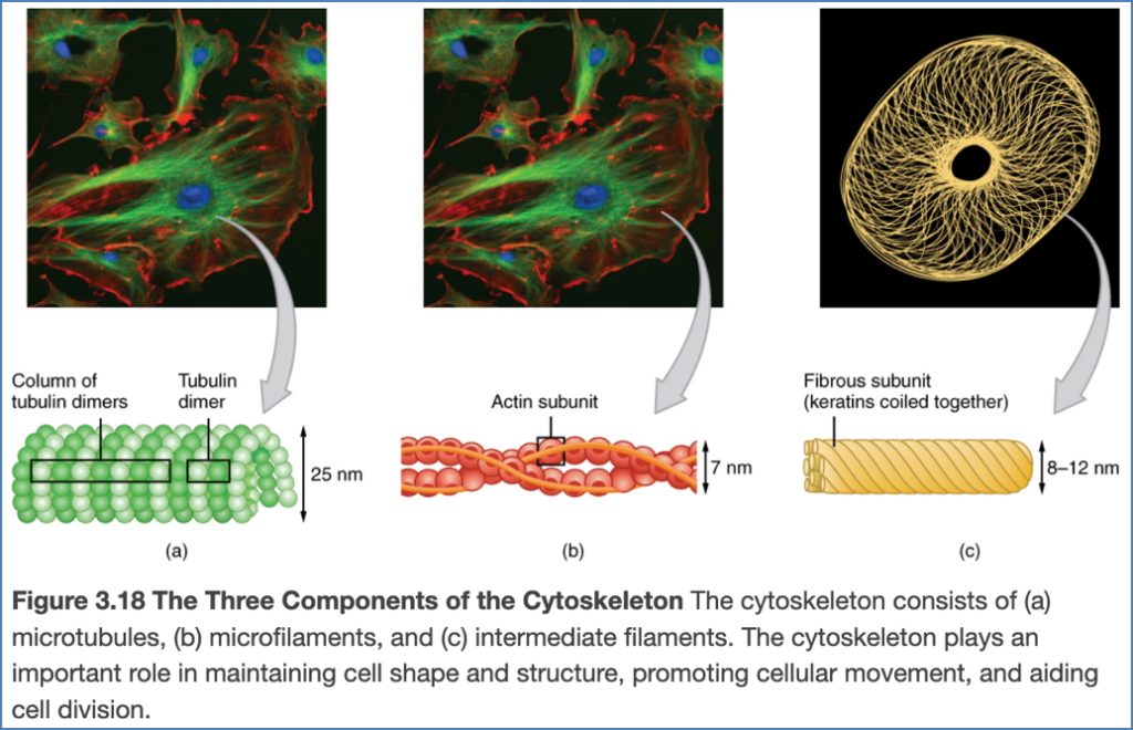 Cytoskeleton