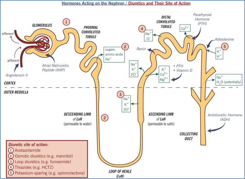 DIURETICS