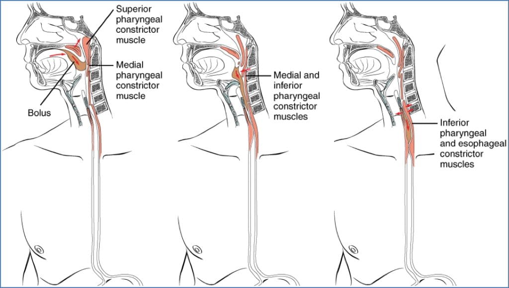 gastrointestinal motility - Deglutition (swallowing)