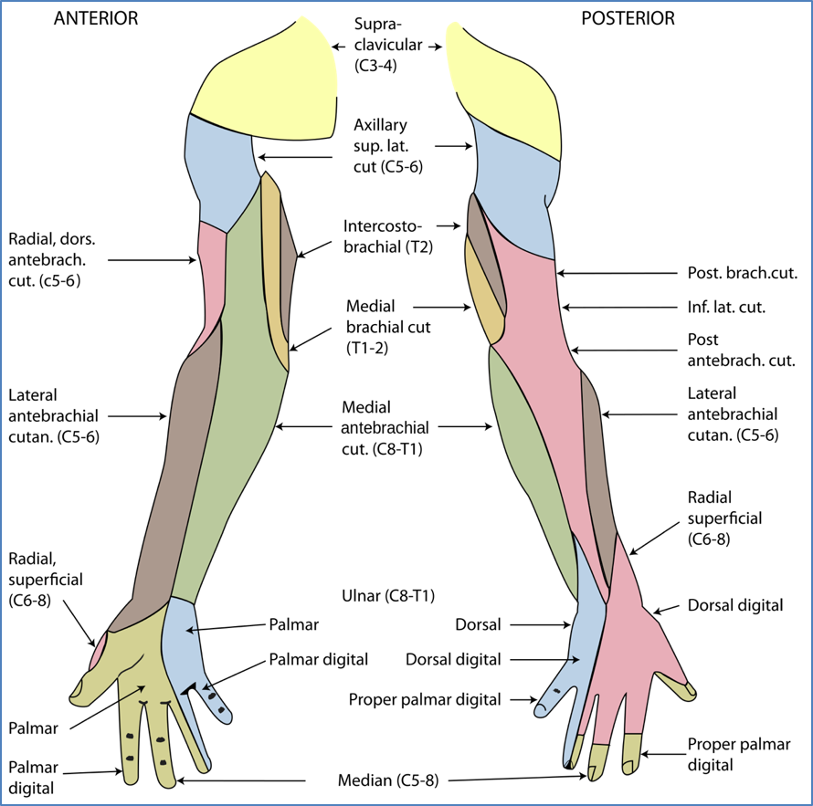Dermatomes of Upper Limb