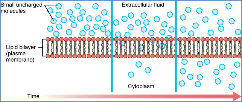 cell membrane and transport - Diffusion