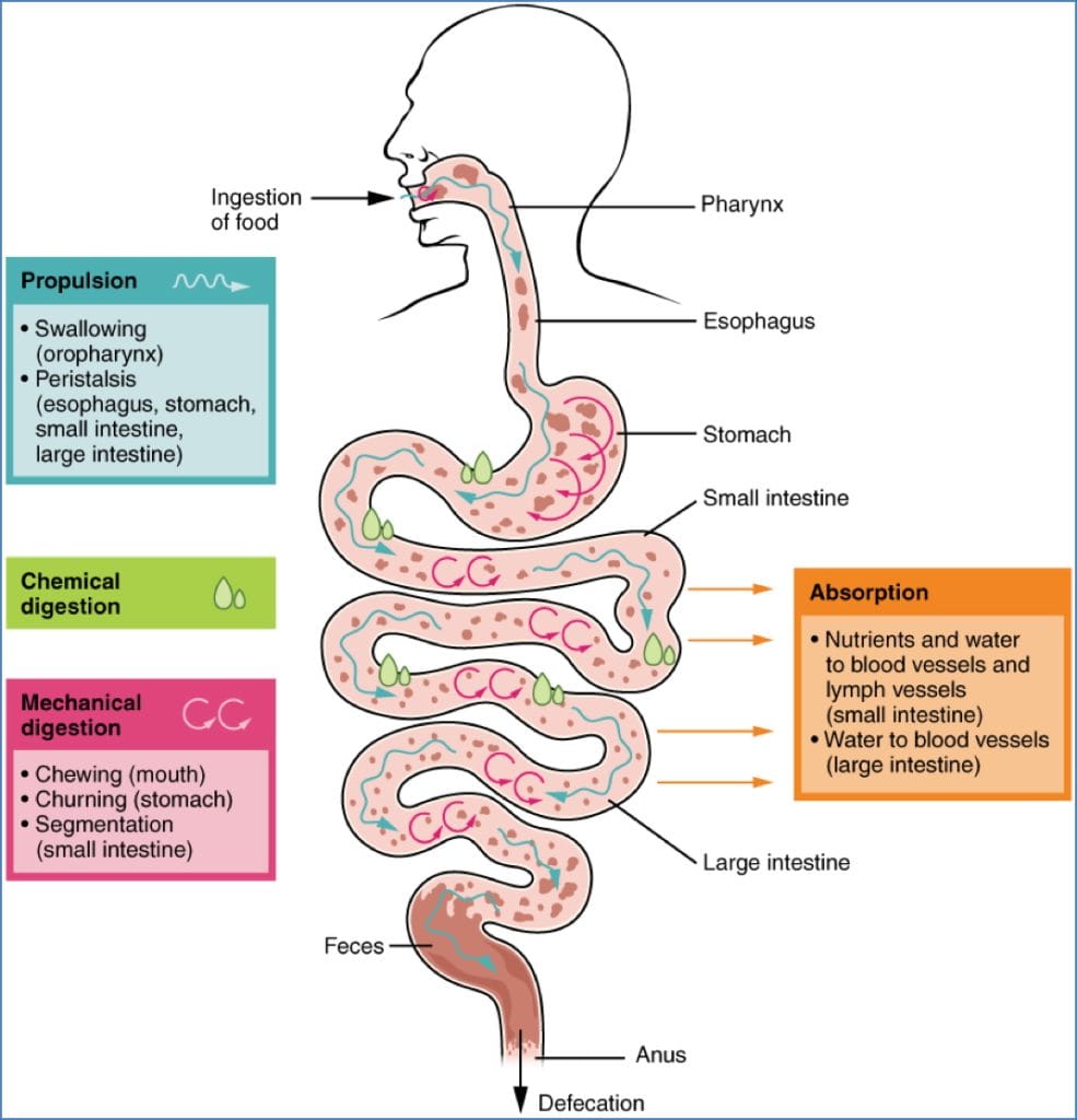 gastrointestinal system: Digestion Phases & Enzymes