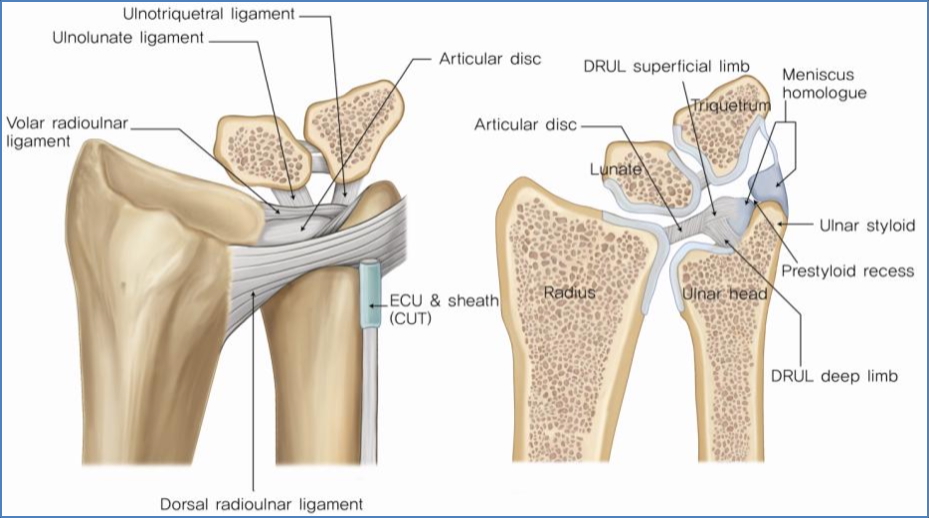Upper Limb Joints - Distal RadioUlnar Joint