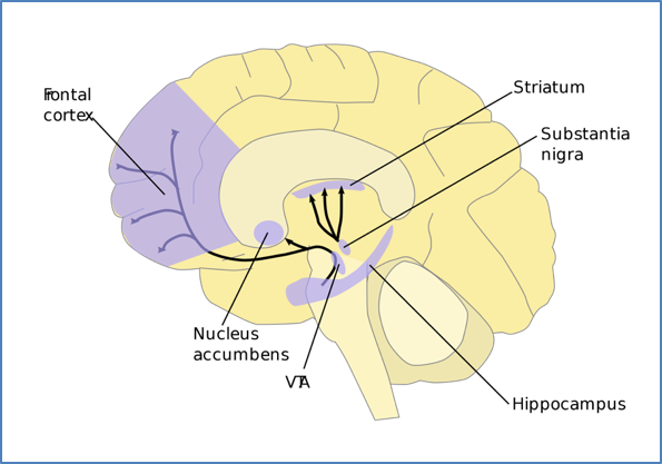 Dopamine pathway