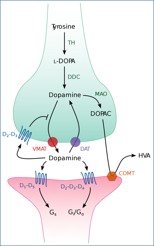 Neurotransmitters - Dopamine